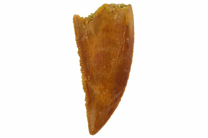 Serrated, Raptor Tooth - Real Dinosaur Tooth #135180